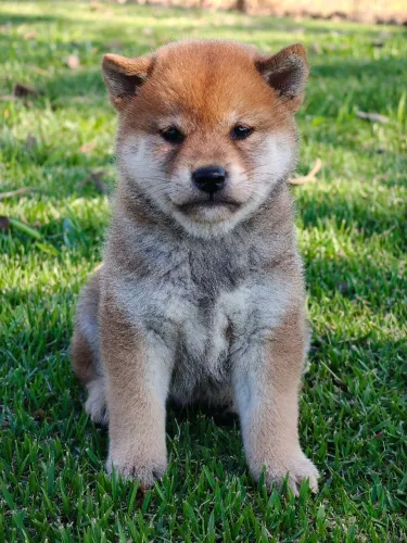 Bebês macho e fêmea Shiba Inu pronta entrega