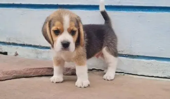 Beagle Mini Filhotes Sua Companhia Amorosa.