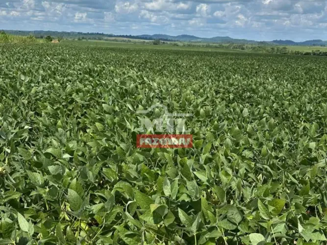 Fazenda 2.450 hectares Marabá - PA