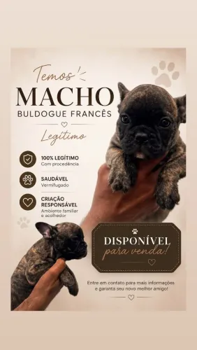 Filhote de buldogue Francê disponível 