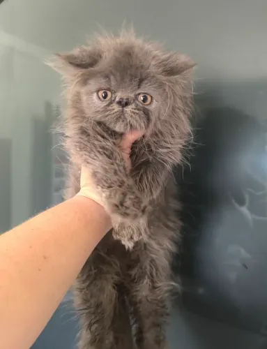 Filhote macho de gato persa 