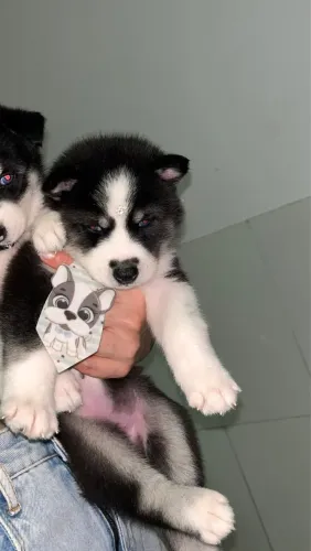 Husky siberiano