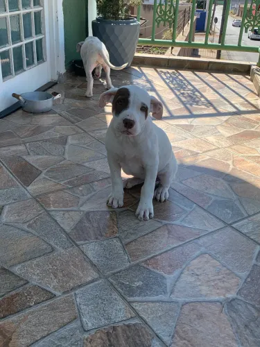 Pitmoster