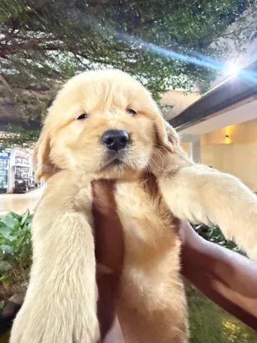 Filhote de Golden retriver