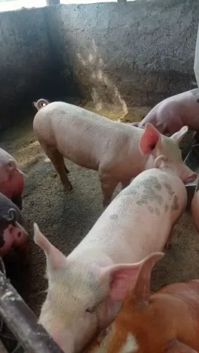 Porco matriz