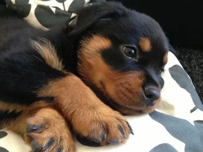 Rottweiler forte e robusto