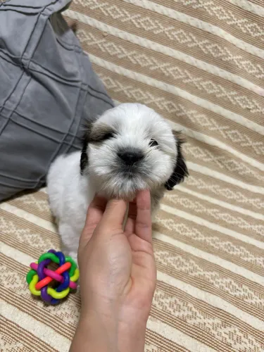 Filhote de shihtzu