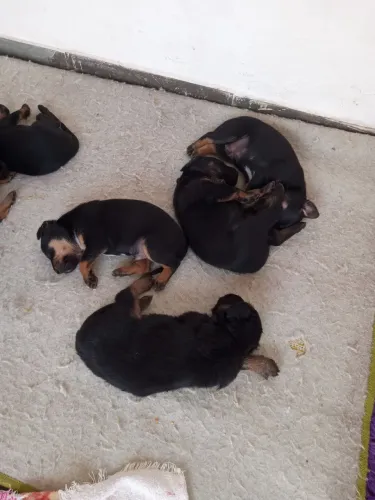 Doação de cachorro