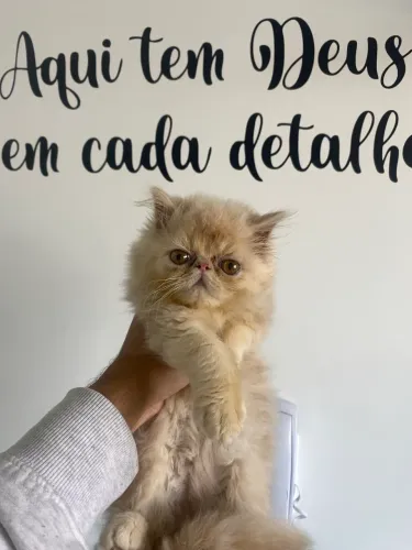 Persa Super Fofinhos 
