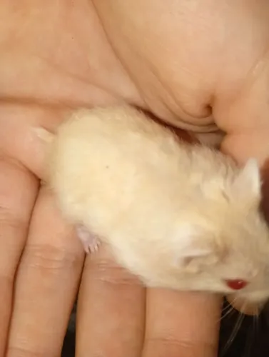 Hamster anão russo