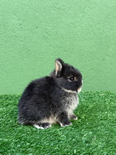 Coelho anão de netherland dwarf 