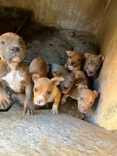 Filhotes de American Bully