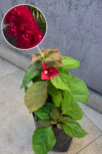 Primavera bougainvillea muda, cor vermelha