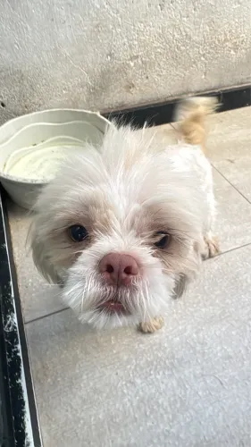 Shih tzu macho