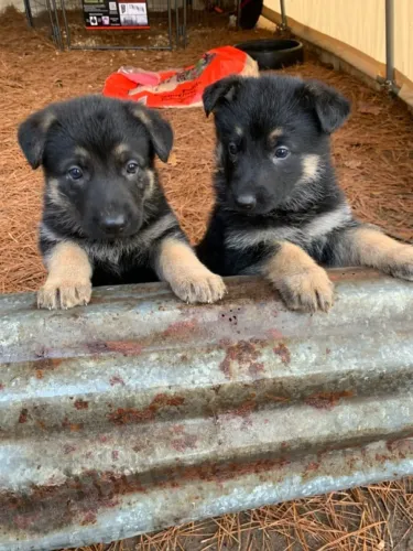 Pastor Alemão Filhote Forte e Com Vacinas 