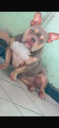 American Bully micro fêmea