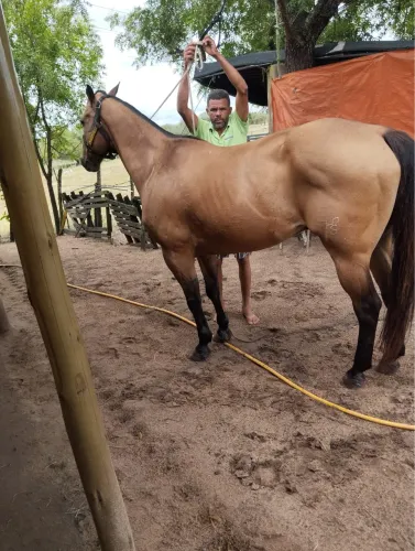 Vendo cavalo de vaquejada 