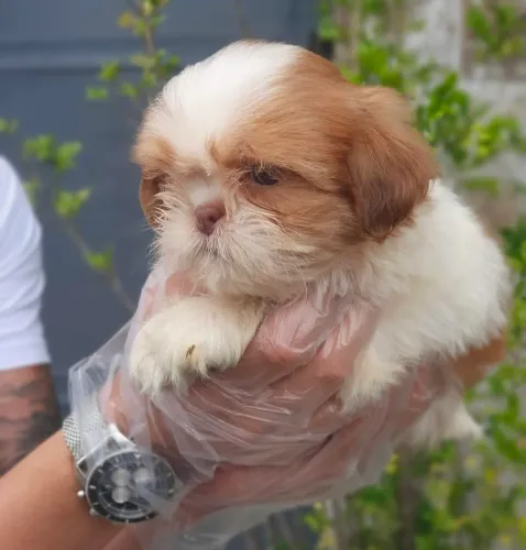 Shihtzu, 47 dias, lindo