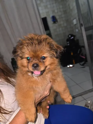 shih tzu x lhasa apso