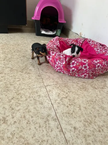 Pinscher n1 fêmea