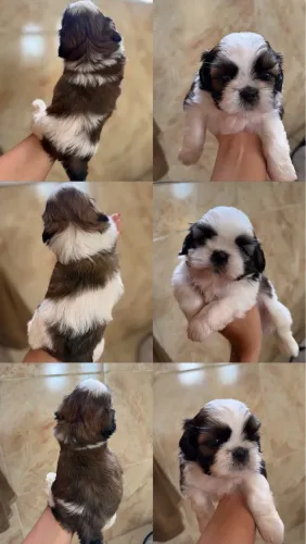 Filhote de Shih Tzu disponíveis 