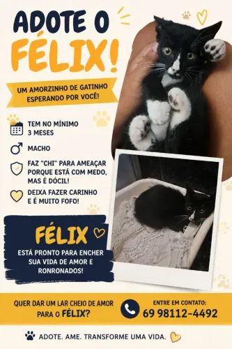 Doação de gatinho macho