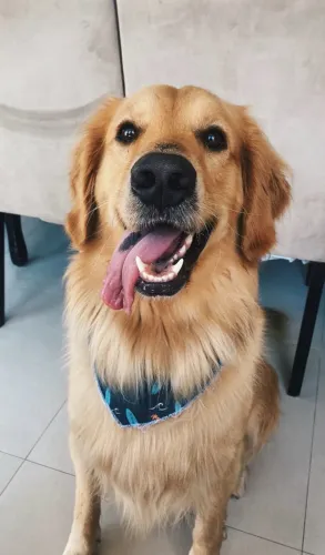 Adoção responsável - Golden Retriever 