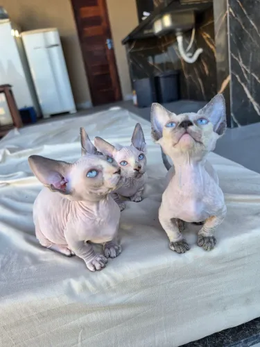 Sphynx bambina