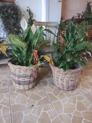 Cachepôs de cipó 