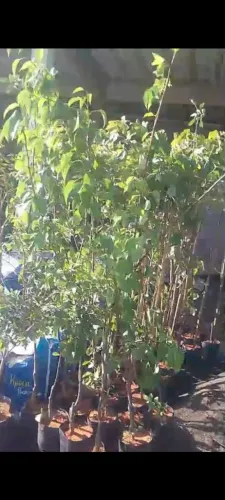 maçã enxerto 