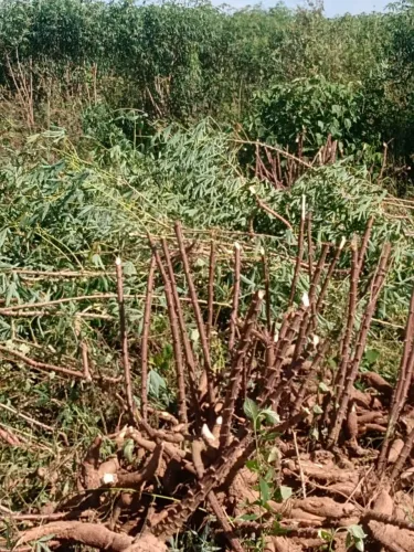 Rama de Mandioca para Plantio