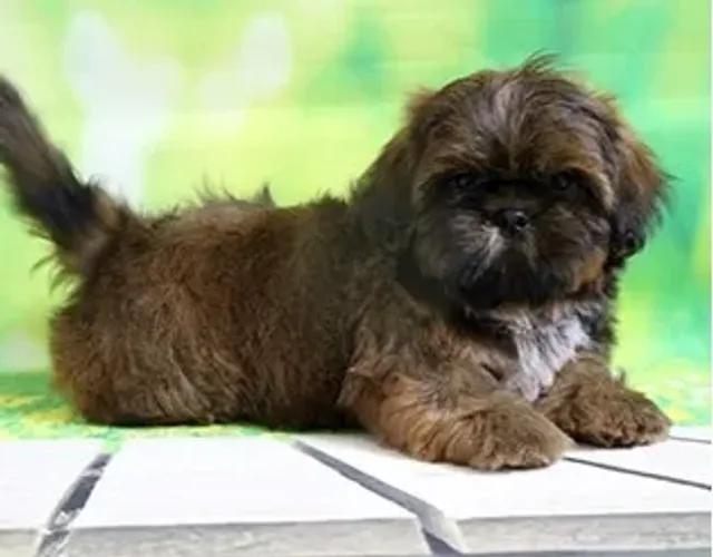Shih-Tzu Macho Chocolate: O Filhote Que Vai Conquistar Seu Coração!