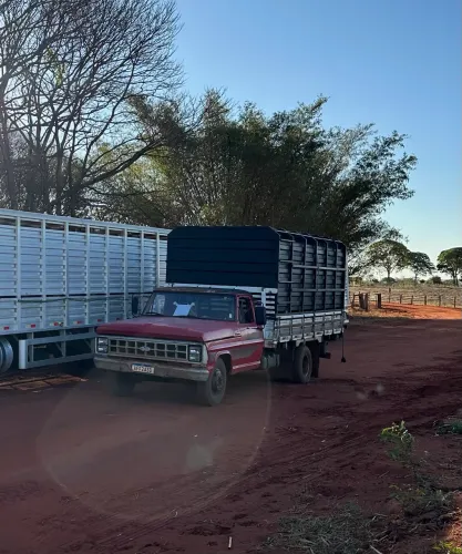 Frete boiadeiro f4000