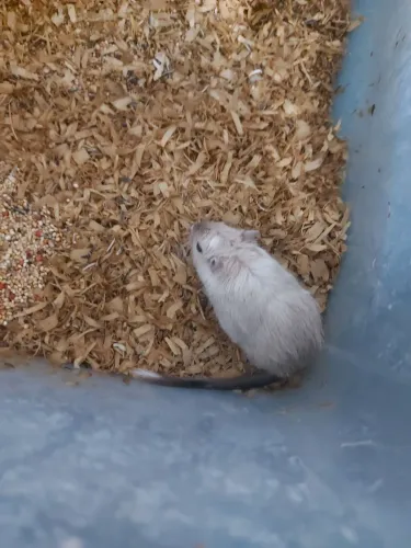 Gerbil 