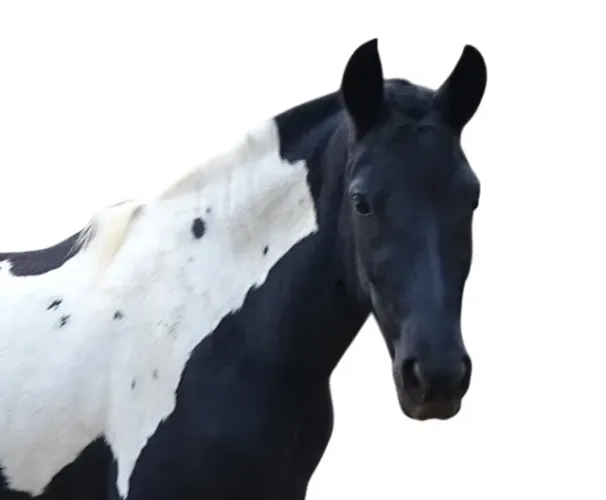 Potra Pampa de Preto Prenha