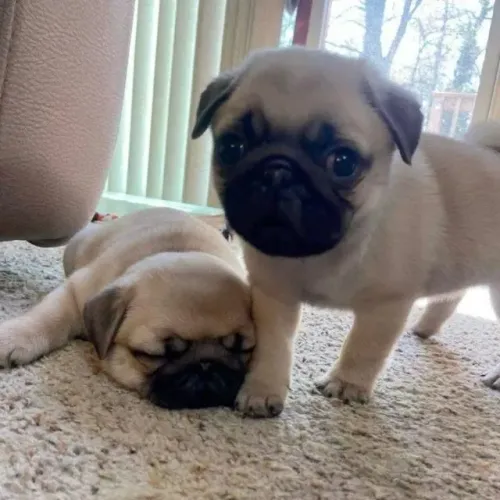 Filhotes de Pug | Filhotes incríveis te esperando!