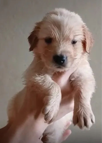 Golden Retriever amigo de aventuras das Crianças