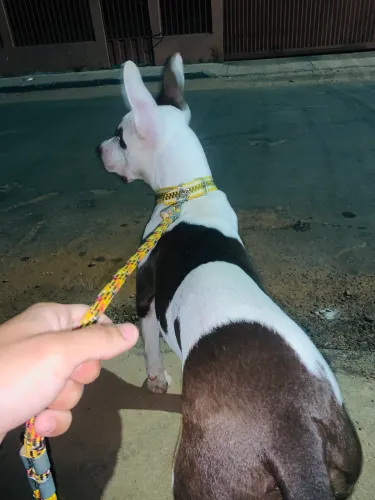 Animais de estimação