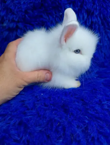 Coelho anão/mini lop Uruguai/anão Teddy dwerg 