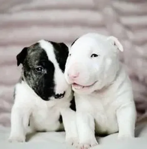 Filhotes de Bull Terrier com 45 dias 