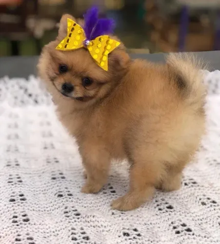 Spitz Alemão Fêmea na cor laranja filhote com 51 dias vacinada e com pedigree-Alberto