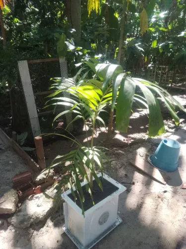 Palmeira imperial em Vaso Sustentável