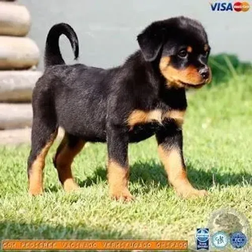 Filhotes de Rotweiller presidentes da raça 