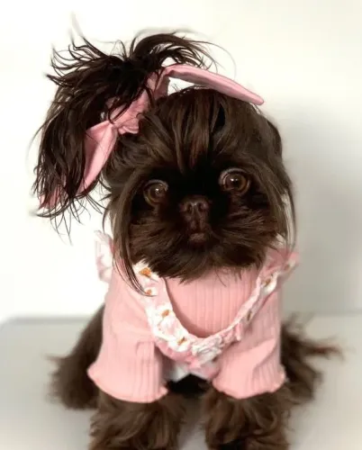 Shih Tzu -- Fêmea á venda 