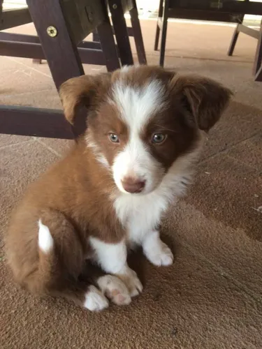 Filhote de Border Collie - coração feliz 