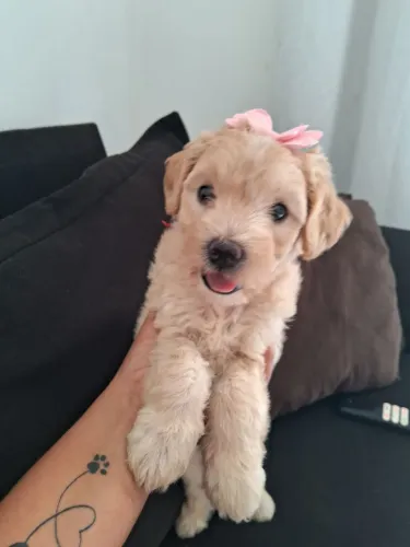 Filhote de poodle toy fêmea vacinada