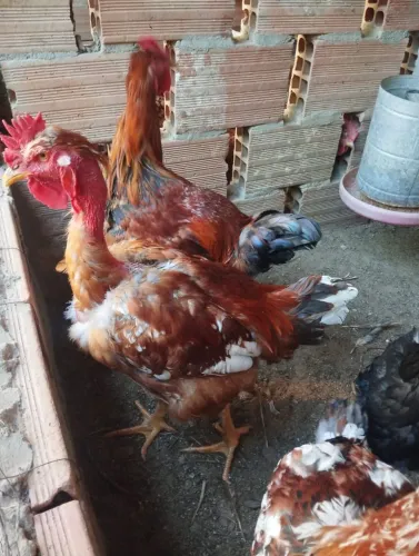 FRANGOS GSB (GALINHA SERTANEJA BALAO)