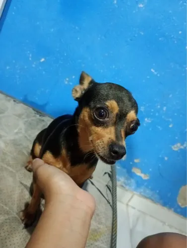 Pinscher fêmea para cruzar 