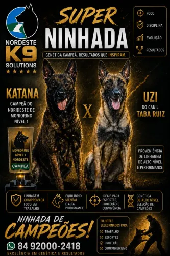 Filhotes de Belga Malinois 