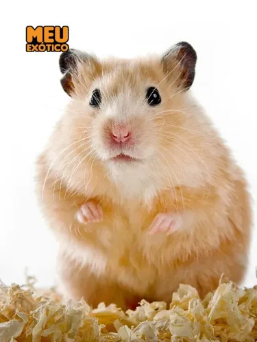 Hamster Sírio: